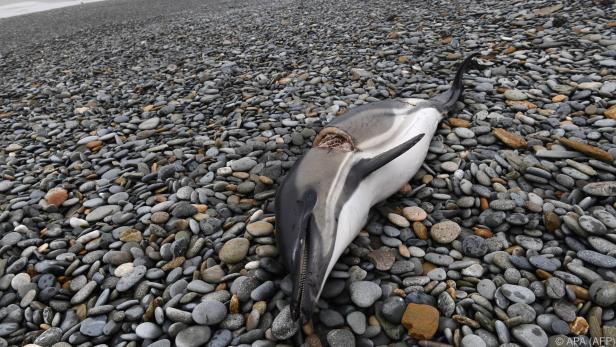 Rund 670  tote Delfine wurden seit Jahresbeginn an die Küste gespült