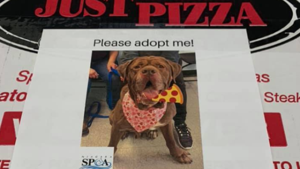 Eine Pizzeria klebt Fotos von Hunden auf Pizzaschachteln, um neue BesitzerInnen für sie zu finden