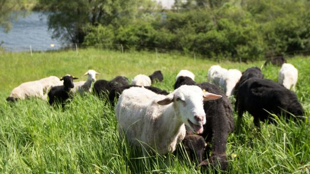 Schafe dürfen es sich auf der Donauinsel schmecken lassen