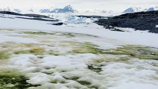Klimawandel macht Antarktis grün