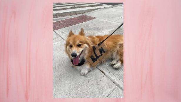 Twitter-NutzerInnen teilen Fotos ihrer Hunde mit #BlackLivesMatter-Schildern