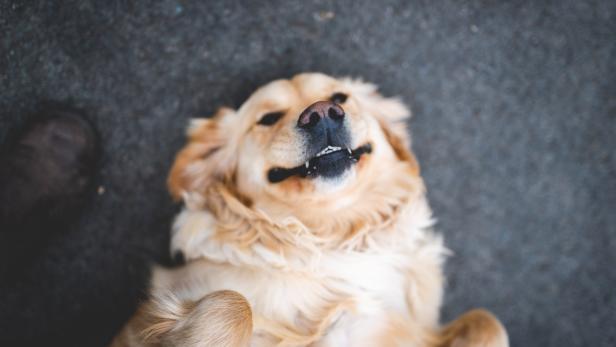 Studie bestätigt: Hunde können Corona erschnüffeln