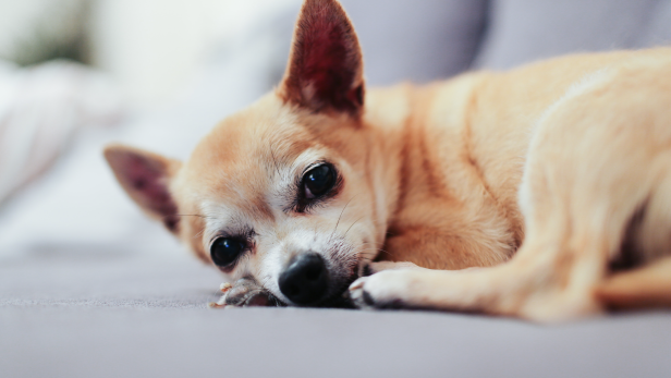 Kann Viagra eine Essstörung bei Hunden heilen?