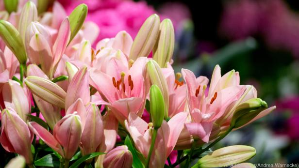 Lilien können sich zehn Tage oder länger in der Vase halten