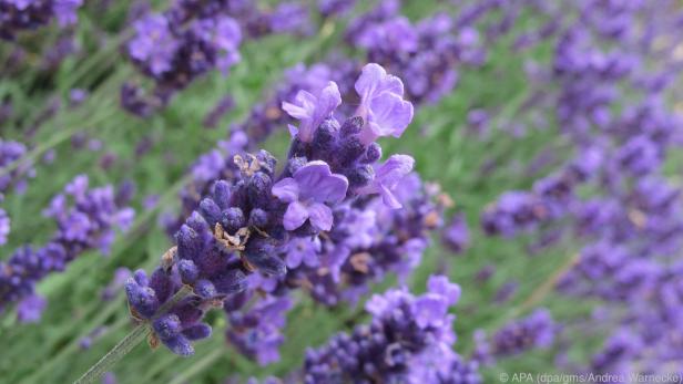 Lavendel stammt aus dem Mittelmeerraum und mag trockene, sonnige Standorte