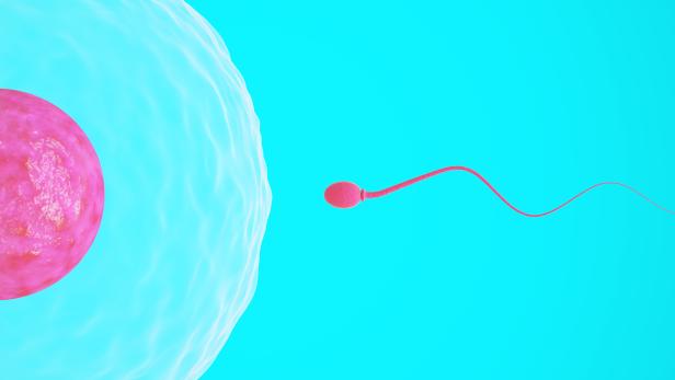 Single sperm swimming towards the egg