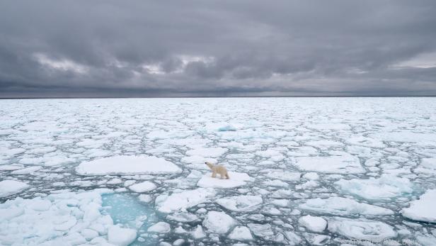 Klimafolgen der Corona-Pandemie helfen dem Eisbär wenig