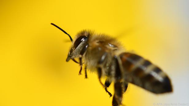Der Stich einer Biene ist für die meisten Menschen harmlos