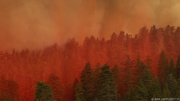 Feuer verfärbt diesen Wald in Kalifornien