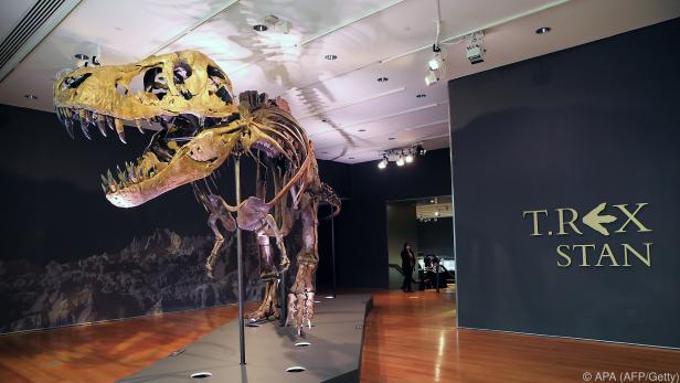 Rund 27 Millionen Euro wurden für das Tyrannosaurus-Skelett bezahlt