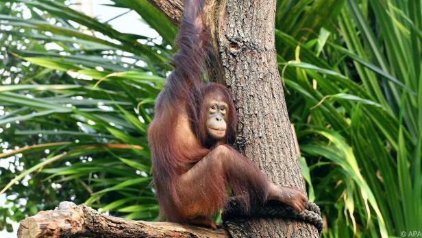 Das Orang-Utan-Weibchen wurde am 28. Juni 2013 im Zoo Rostock geboren
