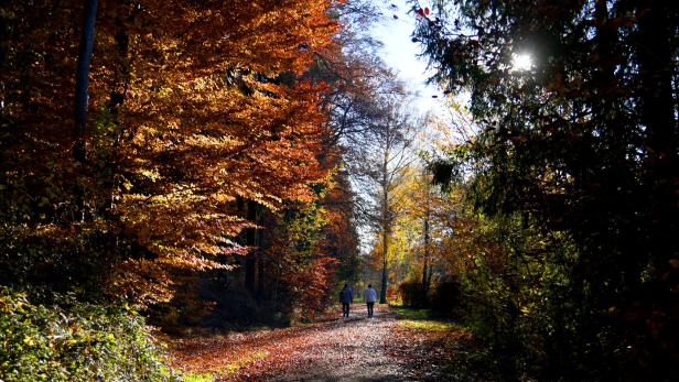 Zwei Menschen spazieren durch einen Park, viele grüne, braune und gelbe Blätter an Bäumen hängen links und rechts von ihrem Weg.