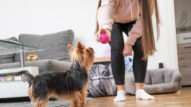 Tiere brauchen mehr als Futter, Wasser oder den Tierarzt