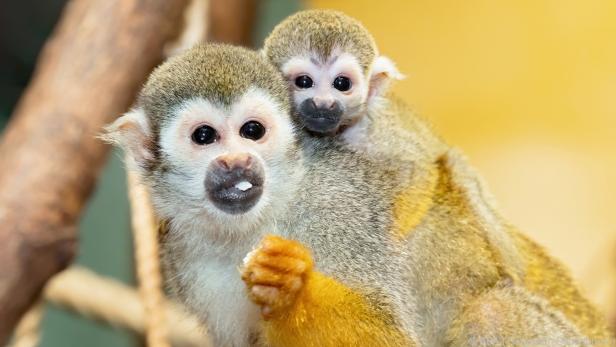 Erstmals wieder Totenkopfaffen-Jungtiere in Schönbrunn