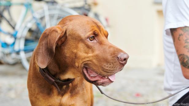 Welche Rassen stecken in meinem Hund? Die Aussagekraft von DNA-Tests ist begrenzt