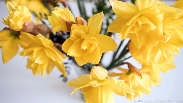 Narzissen sollten immer erst einmal alleine in eine Vase kommen