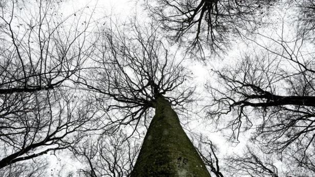 Die Standfestigkeit von Bäumen wird besonders bei Sturm auf die Probe gestellt