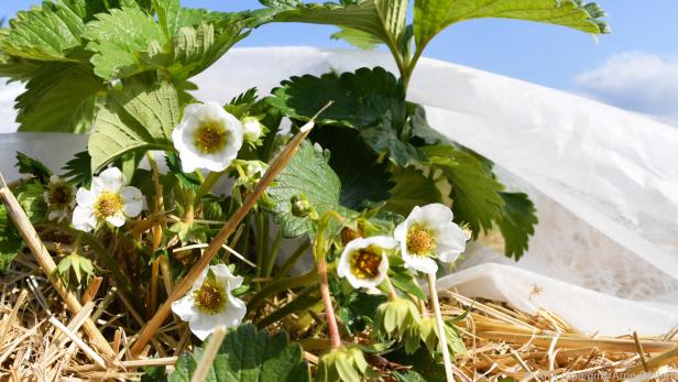 Mit einem Vlies geschützt überstehen Erdbeerblüten auch tiefe Minusgrade