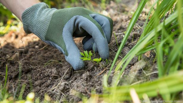 Wer seine Hände schützen möchte, trägt besser Gartenhandschuhe