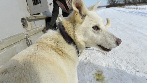 Schlittenhund ( vor Training zu Iditarod-Rennen