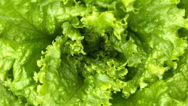 Mit diesem TikTok-Hack bleibt dein Salat einen Monat lang frisch