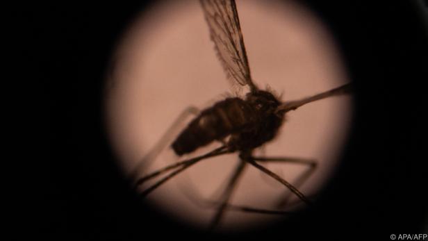 Der Malaria-Parasit wird durch den Stich der weiblichen Anophelesmücke übertragen