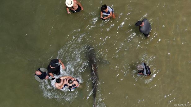 Die Touristen kommen den Haien gefählich nahe