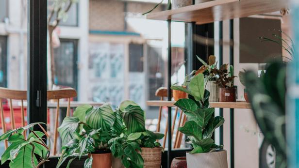 Pflanzen-Shops in Wien: Schöne Zimmerpflanzen abseits der Baumärkte