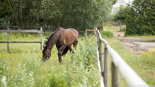 Strukturiertes Futter wie Weidegras kann ein Pferd mehr oder weniger ständig fressen