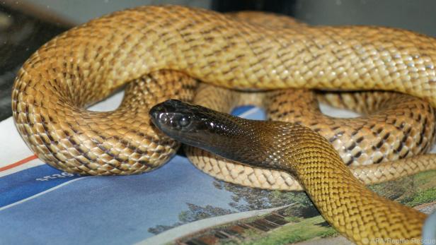 Taipane gelten als giftigste Schlangen der Welt (Symbolfoto)