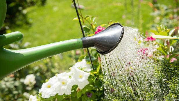 Nur bei regelmäßigem Gießen können Pflanzen auf Dauer Wasser gut aufnehmen