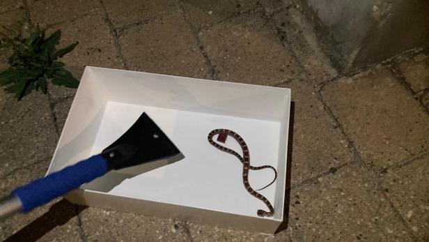 Grusel-Alarm: Mann entdeckt Schlange beim Duschen