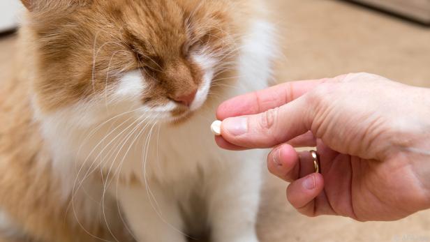 Ibuprofen für Hund oder Katze kann tödlich sein