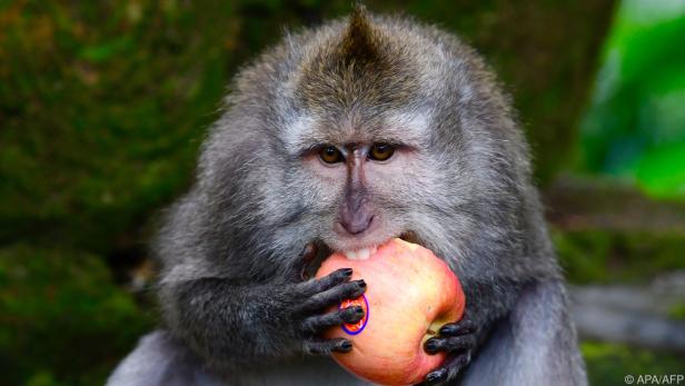 Makaken vermissen die Fütterungen durch Urlaubsgäste