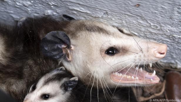 Ein Possum beschützt sein Junges