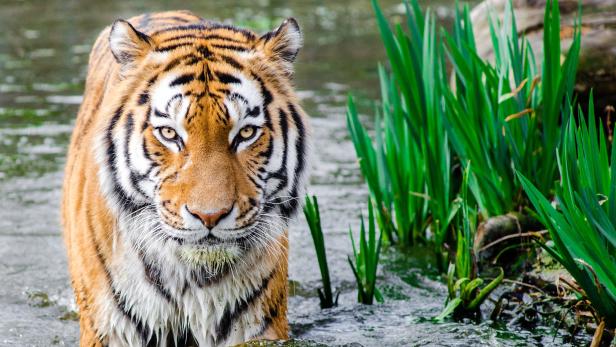 Chinesisches Horoskop: 2022 ist Jahr des Tigers