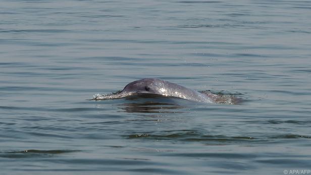 Fast blinde Delfine auf der Suche nach Nahrung (Archivbild)