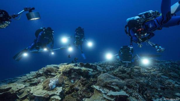Das neu entdeckte Korallenriff ist mehr als drei Kilometer lang