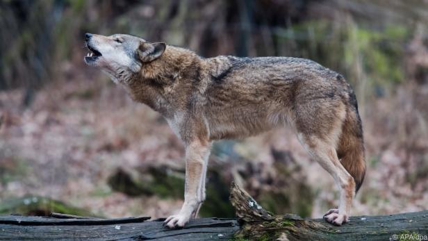 Elf Wölfe wurden in Kärnten im Jahr 2021 nachgewiesen