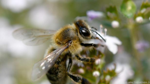 Was Mensch als bienenfreundlich kauft, ist für Insekt oft gefährlich