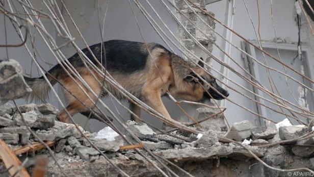 WM in Craiova zeigte: Österreichs Rettungshunde sind Weltspitze