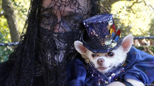 Hunde und ihre Besitzer beeindruckten in Halloween-Kostümen