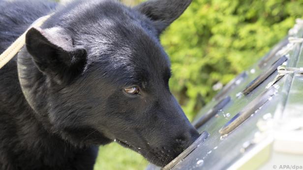 Spürhund schnüffelt an einer Trainingsbox nach Corona-positiven Geruchsproben