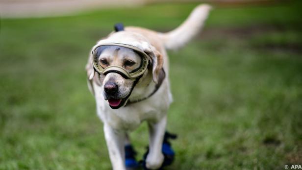 Labrador diente zehn Jahre lang in der Marine