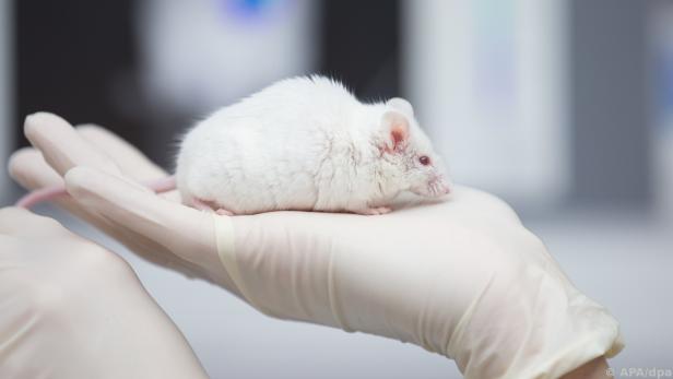 Tierversuche für Medikamentenzulassung in den USA nicht mehr notwendig