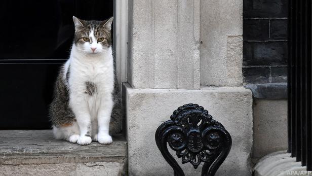 Larry vor dem Eingang zur Downing Street 10