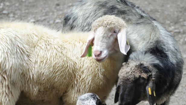 Schon hunderte Anfragen von potenziellen Schafhütern eingetroffen