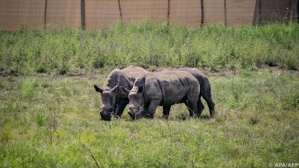 2.000 Breitmaulnashörner bewohnen die "Platinum Rhino"-Ranch