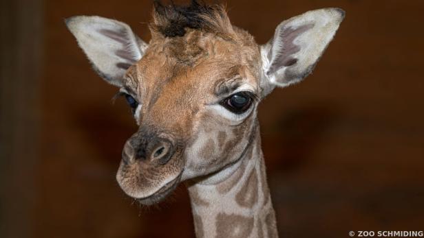 Giraffenbulle Ayo ("der Glückliche") kam im Zoo Schmiding zur Welt