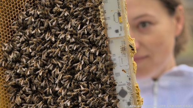 ++ HANDOUT ++ Smarte Zusatz-Heizung im Stock bewahrt Bienen vor dem Kälte-Koma